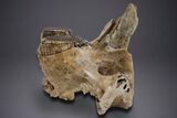 Woolly Mammoth Partial Skull w/ M & M Molars - North Sea #357060-3